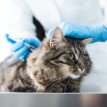 Fall av kattpest i Norge – är din katt rätt vaccinerad?